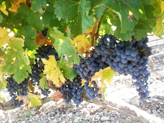 Grapes in La Rioja