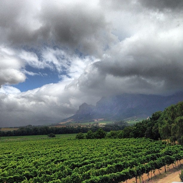 The Vrede en Lust vineyards in Franschoek - absolutely stunning.