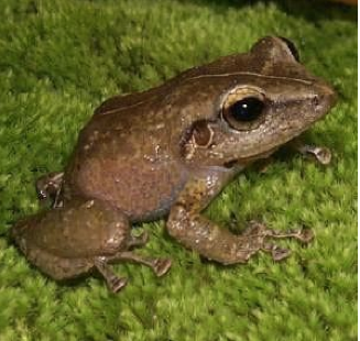 A Coqui frog is among the unique wildlife found in the El Yunque National Forest.