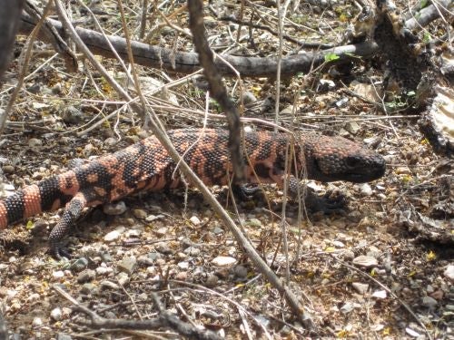 This Gila Monster, spotted during a hike through Saguaro National Park.