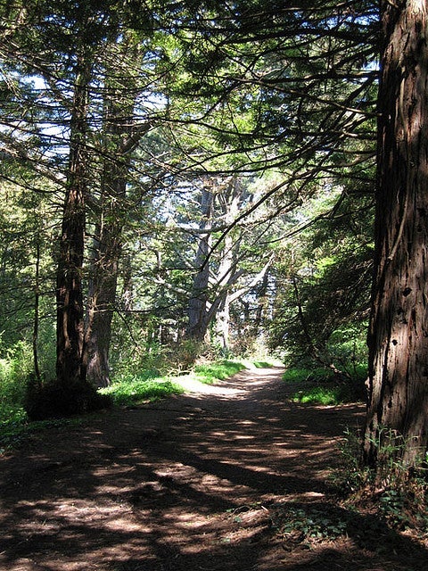 Redwood grove in Golden Gate Park