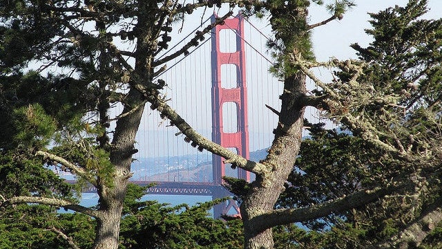 golden-gate-bridge-from-lincoln-park-san-francsico-melaie-wynne