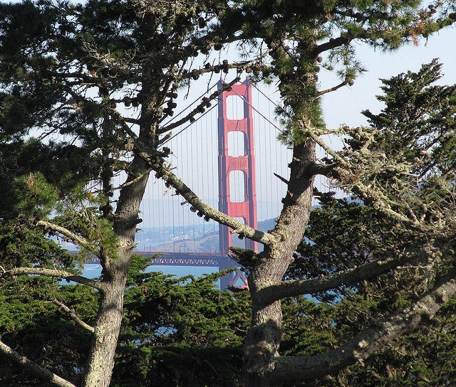 Golden Gate Bridge glimpsed from Lincoln Park