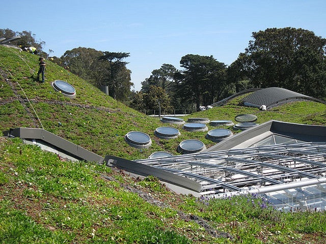 Living roof of the California Academy of Sciences