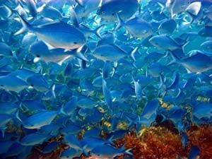 Blue Maomao beneath the arch named for them in New Zealand's Poor Knights Islands