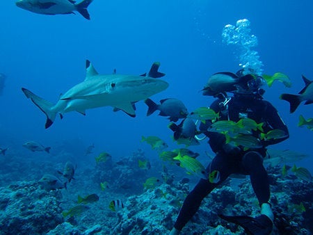 This could be me, diving right next to a shark in Bora Bora