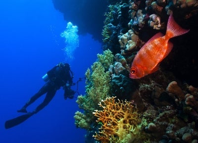 Solderifish hang out way beneath Half Moon Caye in Belize