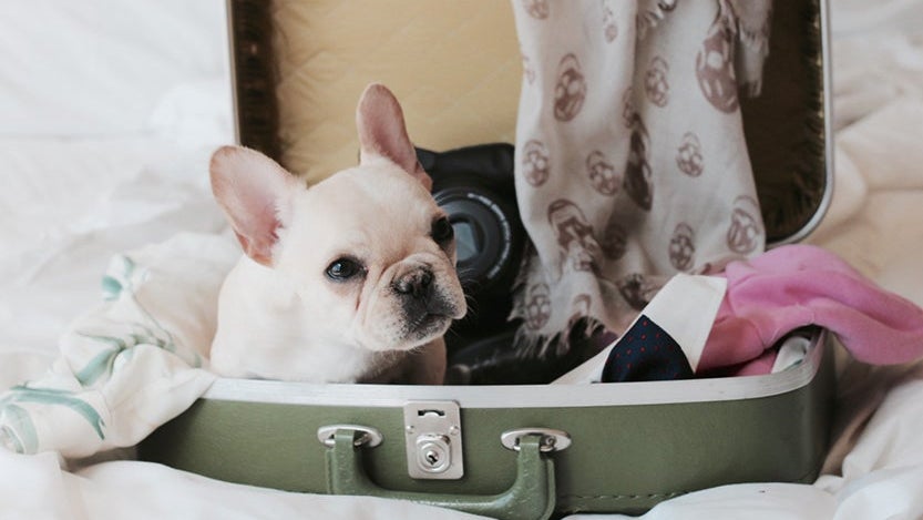 traveling-with-dogs