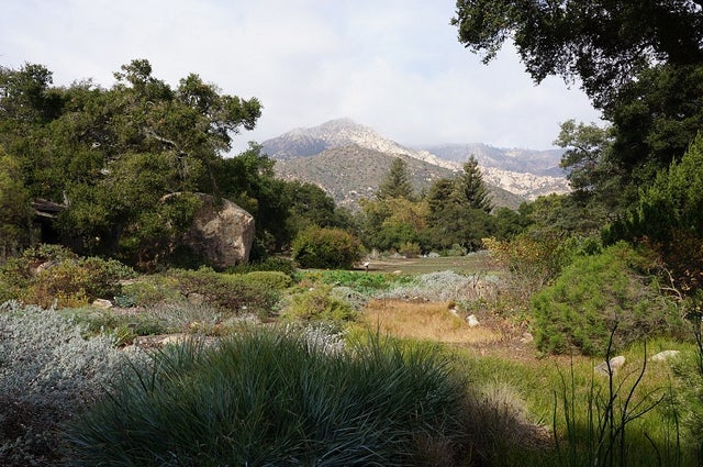 The central meadow at the 1926 Santa Barbara Botanic Garden offers a view of the Santa Ynez Mountains