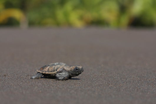 Sea Turtles in Costa Rica