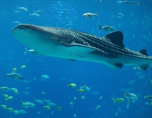 Image courtesy Shutterstock.