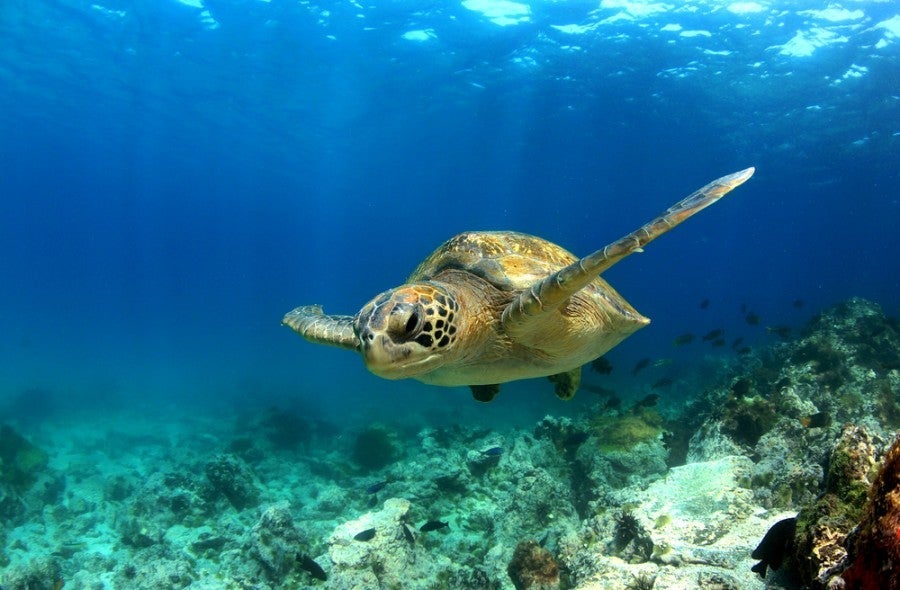 Win a trip to the Galapagos Islands. Photo courtesy of Shutterstock.