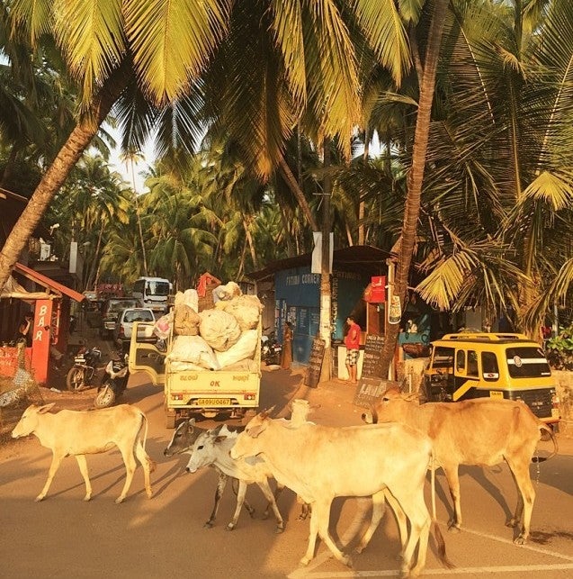 Some typical roadblocks in India. Photo courtesy of Rachel Wasserman.