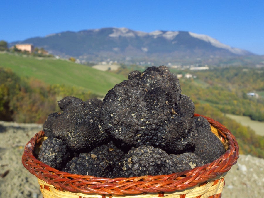 Truffle hunting in Italy, anyone? Photo courtesy of Shutterstock. 