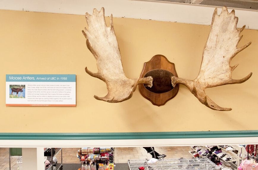 You never know what you'll find at the Unclaimed Baggage Center. No, seriously.
