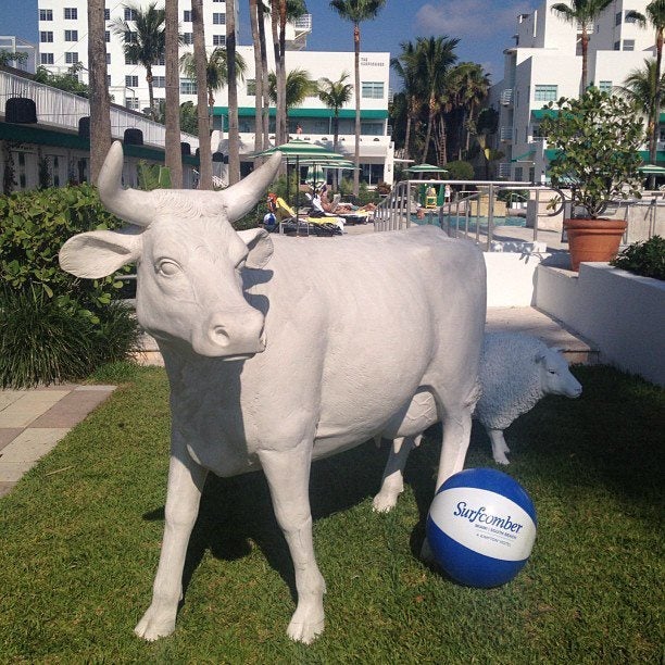 Kimpton's Surfcomber South Beach offers an awesome pool for cows — as well as the brand's signature pet amenities, all free of charge. Photo courtesy of the hotel.