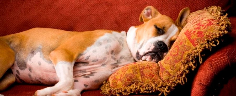 The Sheraton New Orleans near the French Quarter offers free stays for dogs under 40 pounds — and some swanky couches, too. Photo courtesy of Sheraton.