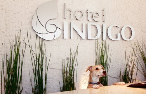 Dogs stay free at all Hotel Indigo properties — including Atlanta Midtown. Photo courtesy of Hotel Indigo.