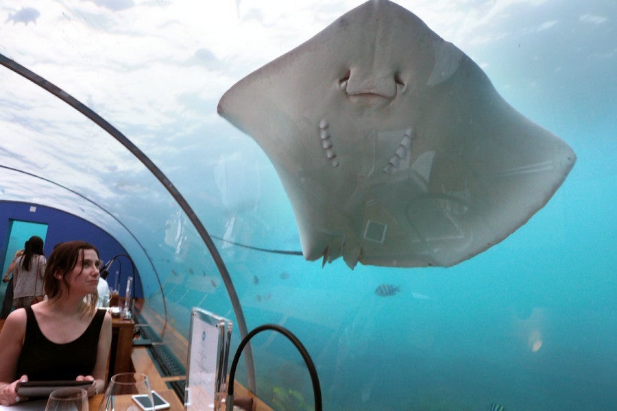 Ithaa Underwater Restaurant - Ray