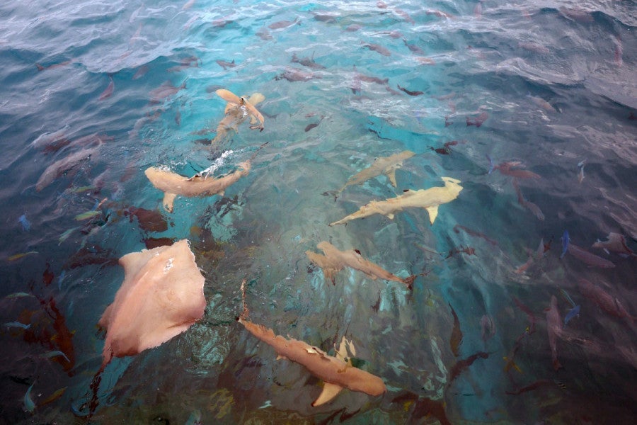 Ithaa Underwater Restaurant - From Above