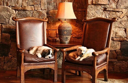 Dogs live the suite life at The Ritz-Carlton, San Francisco. Photo courtesy The Ritz-Carlton.