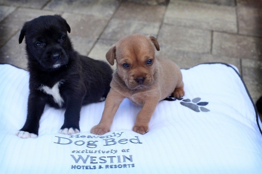 At The Westin La Paloma in Tucson, your pet gets its own Westin Heavenly Dog Bed. Photo courtesy of Westin.