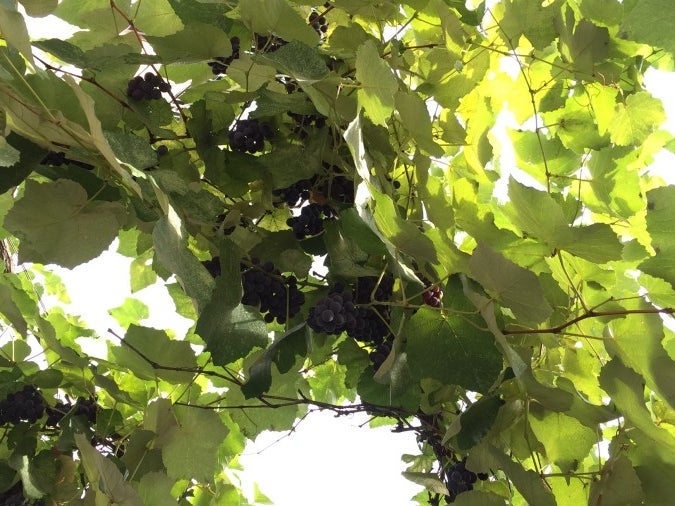 A string of grape vines provides shade to a street in Old Tbilisi.