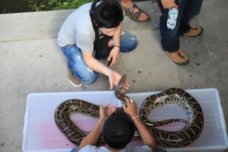 Bold tourists can to interact with market wildlife.