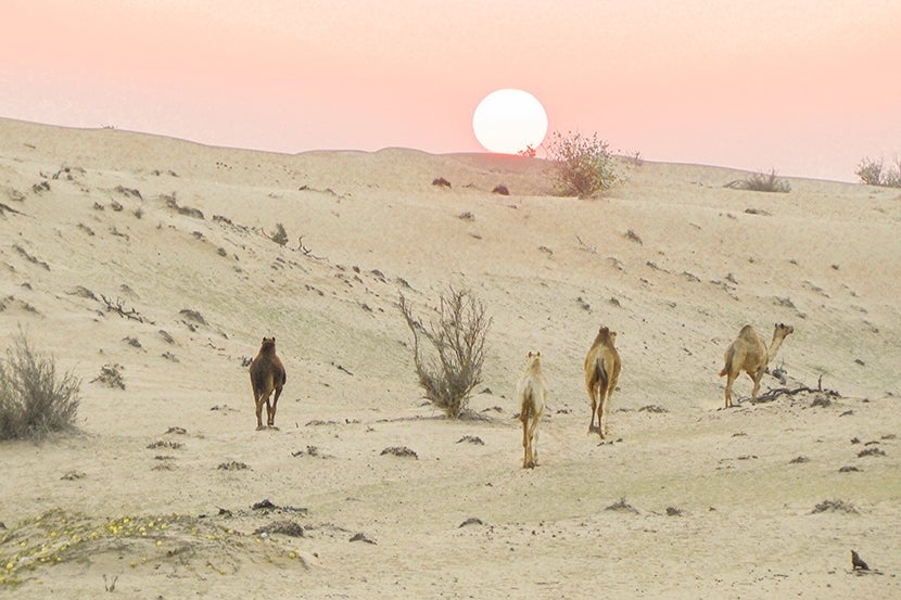 830 desert and camels