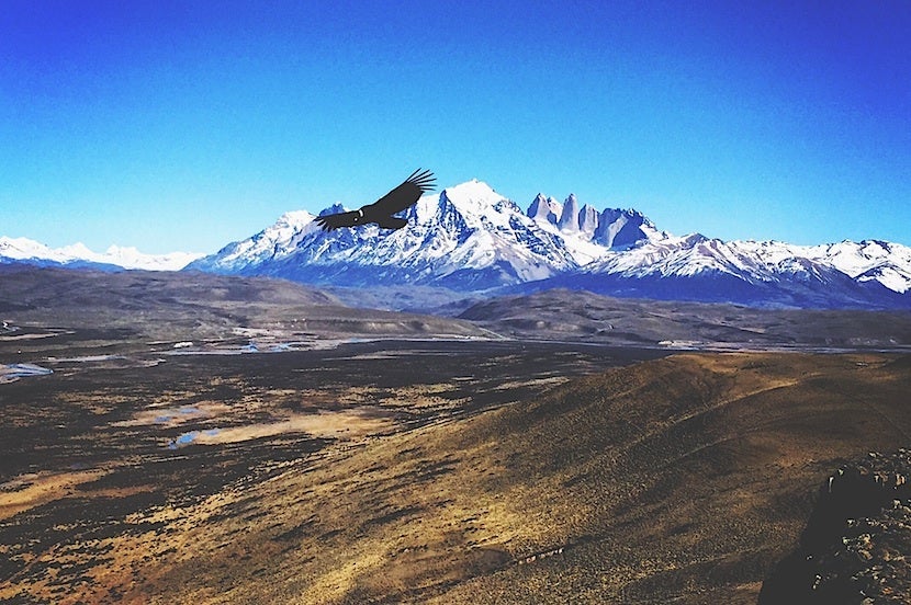An Andean condor gliding over Torres del Paine National Park in Patagonia. Photo by Eric Rosen.