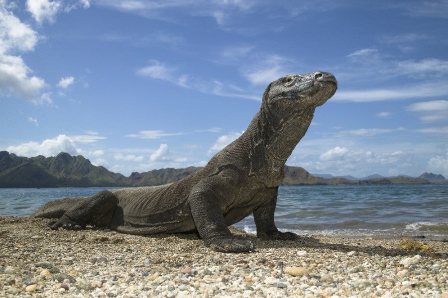 Visit the famous dragons on Indonesia's Komodo and Rinca Islands. Photo courtesy of Shutterstock.