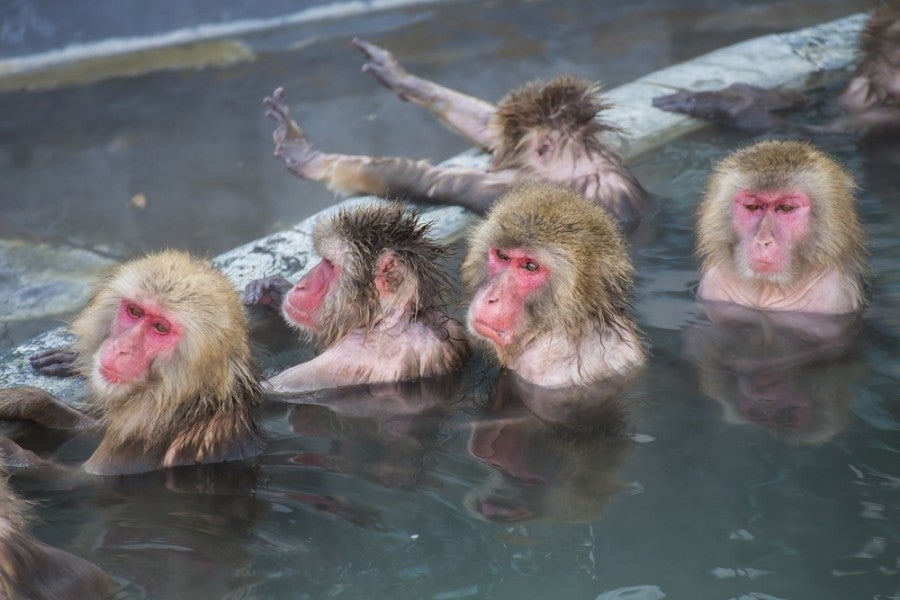 Soak in a hot spring in Hakodate with the snow monkeys. Photo courtesy of Shutterstock.