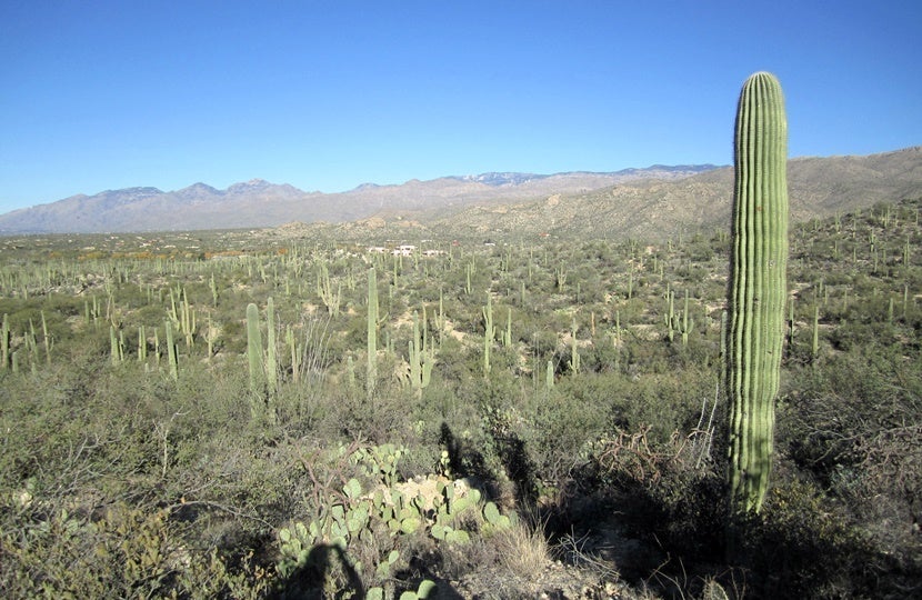 Nature lovers will adore hiking through Saguaro National Park in Tucson. Image courtesy of Lori Zaino.