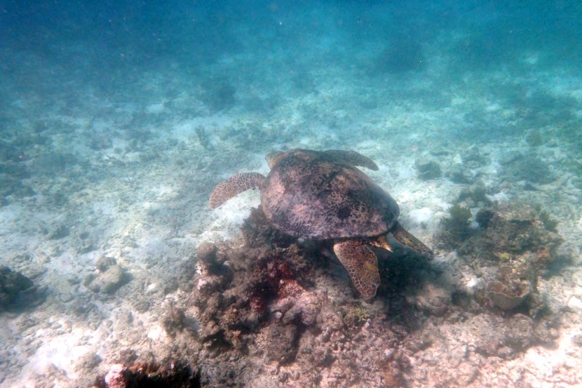 One of Amanpulo's resident sea turtles.