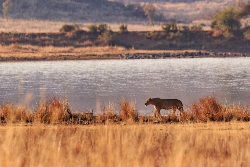 A lioness prowls in the Pilanesberg. Image courtesy of the author.
