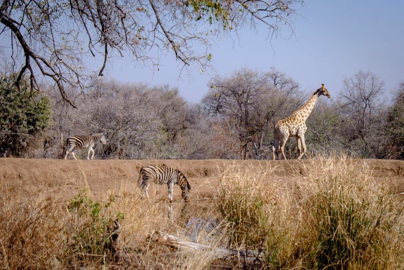 Animals gather at a watering hole at the Pilanesberg Game Reserve. Image courtesy of the author.