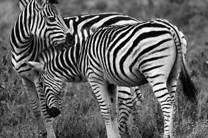 Zebra show some love. Image courtesy of the author.