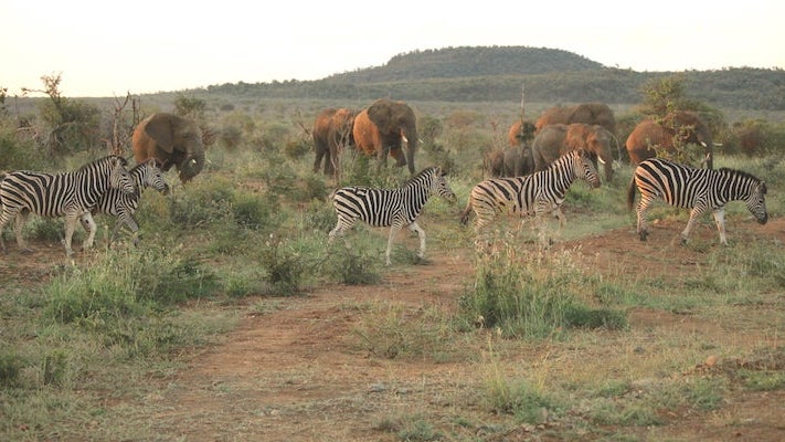 S Africa safari 2_byKelsyChauvin_481