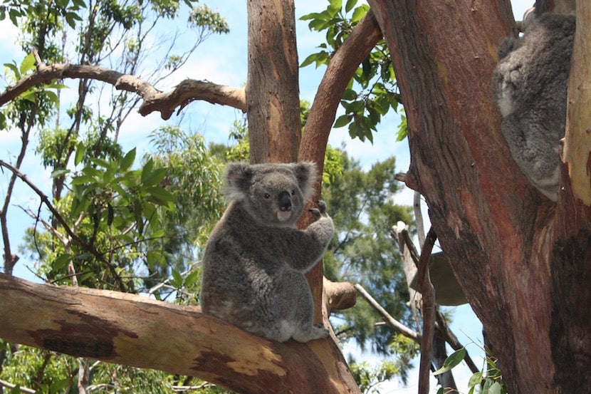 It doesn't get cuter than this. Image courtesy of the author.