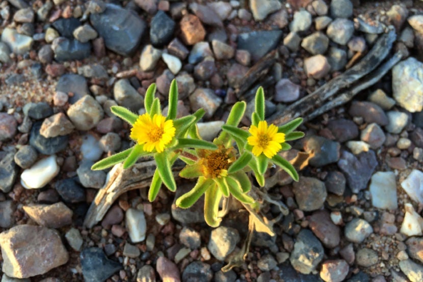 Flowers at Arrábida Natural Park.