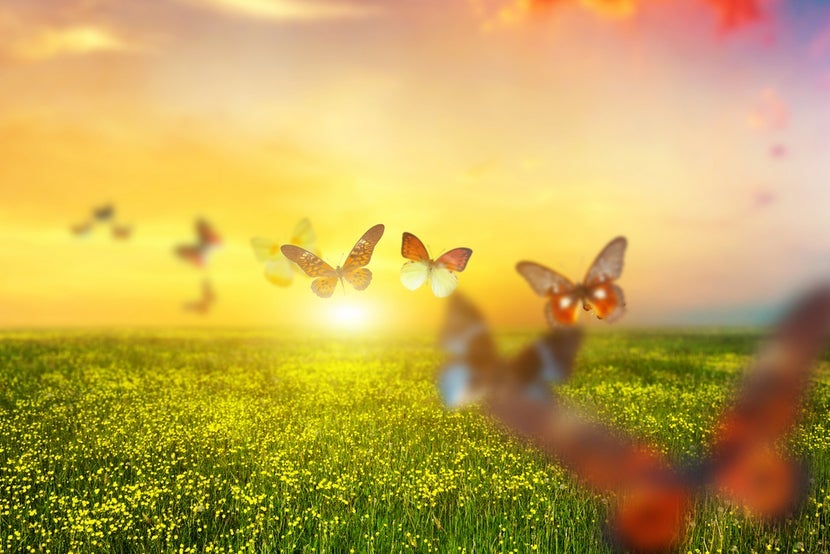 IMG_butterflies