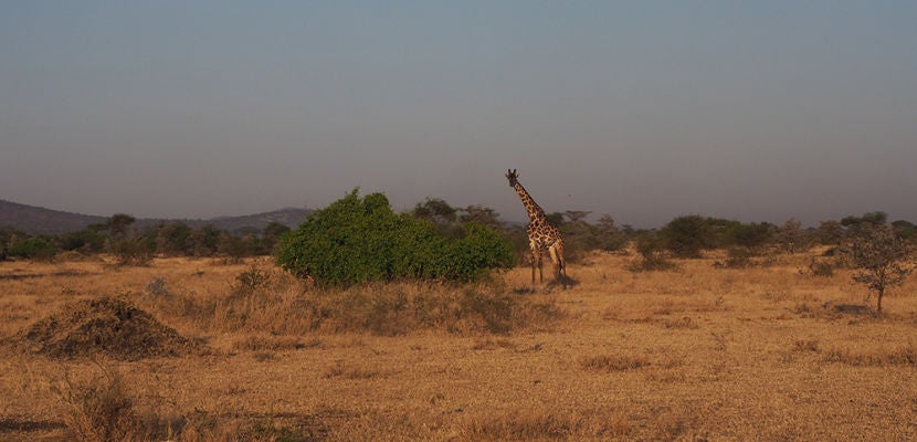 A peek at my snap story from safari in Tanzania.