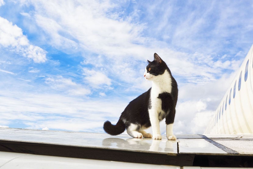 'Cats on a Plane' just doesn't sound as scary as 'Snakes on a Plane.' Image courtesy of <a href="http://www.shutterstock.com/pic-186202505/stock-photo-black-and-white-cat-on-an-airplane.html?src=csl_recent_image-4" target="_blank">Shutterstock</a>.