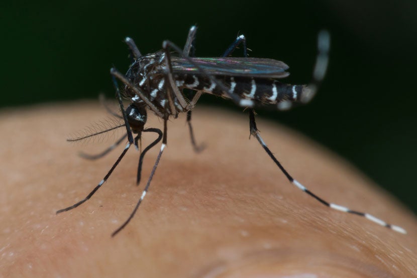 Meet the enemy: Aedes Aegypti. Image courtesy of <a href="http://www.shutterstock.com/pic-407154547/stock-photo-macro-of-mosquito-aedes-aegypti-sucking-blood-close-up-on-the-human-skin-mosquito-is-carrier-of.html?src=mMcYGoZ6uDRL7JbqQbXpMw-1-59" target="_blank">Shutterstock</a>.