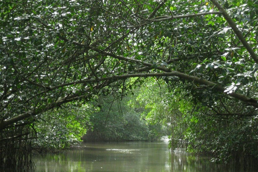 Caroni Bird Sanctuary. Image courtesy of the Caroni Bird Sanctuary's <a href="https://www.facebook.com/WinstonNananEcoTours/photos/a.325508624214737.69277.325499967548936/325508634214736/?type=3&theater" target="_blank">Facebook page</a>.