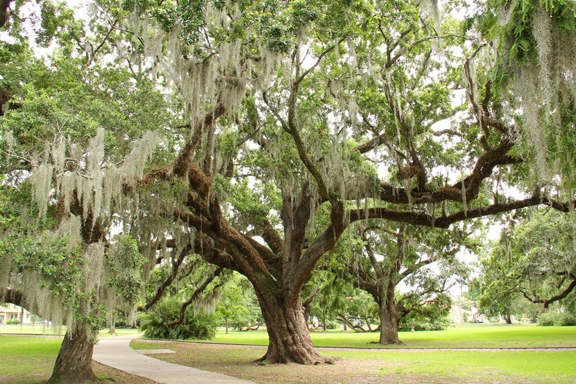 Old Grove in City Park is home to live oak trees that are more than 800 years old. Image courtesy of <a href="http://www.shutterstock.com/pic-157796681/stock-photo-city-park-trees-in-new-orleans.html?src=fVxIXees-HHkiCRuV_YZhQ-1-0" target="_blank">Shutterstock</a>.