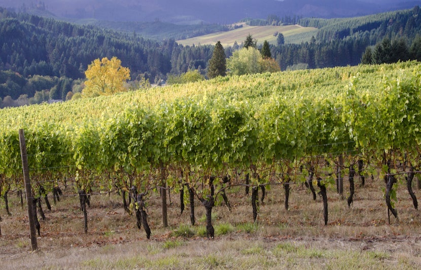 A day at the vineyards is a perfect complement to your trip to Portland. Image courtesy of <a href="http://www.shutterstock.com/pic-116196442/stock-photo-a-panoramic-view-of-a-willamette-valley-vineyard-in-oregons-willamette-valley-wine-country-with-a-neighboring-vineyard-seen-in-the-distance.html?src=Y5JTV6Wb0A_pu3TQYAqZpg-1-13">Shutterstock</a>.