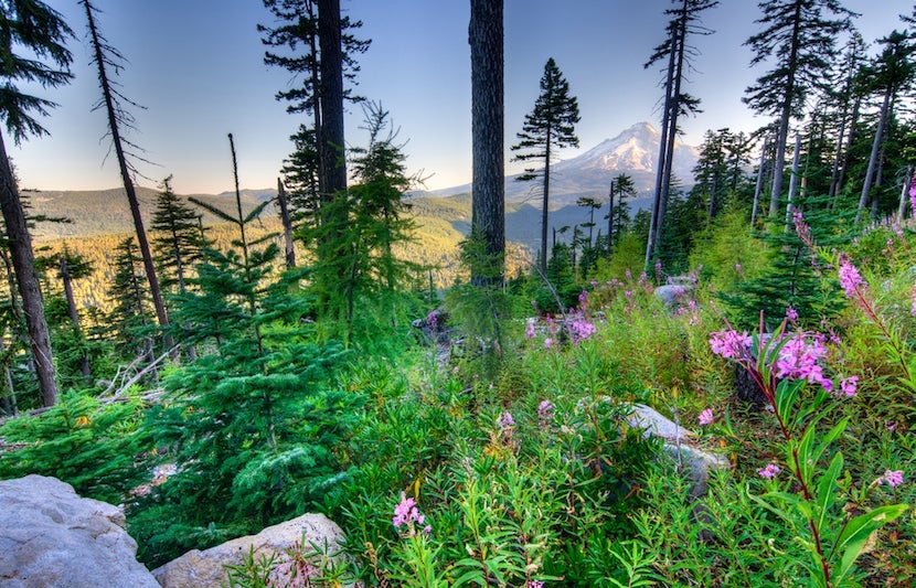 Explore the trails of Mount Hood. Image courtesy of <a href="http://www.shutterstock.com/pic-84370963/stock-photo-majestic-view-of-mt-hood-on-a-bright-sunny-day-during-the-summer-months.html?src=K7aCeUvonokvuIgsQ7VlDQ-2-93">Shutterstock</a>.