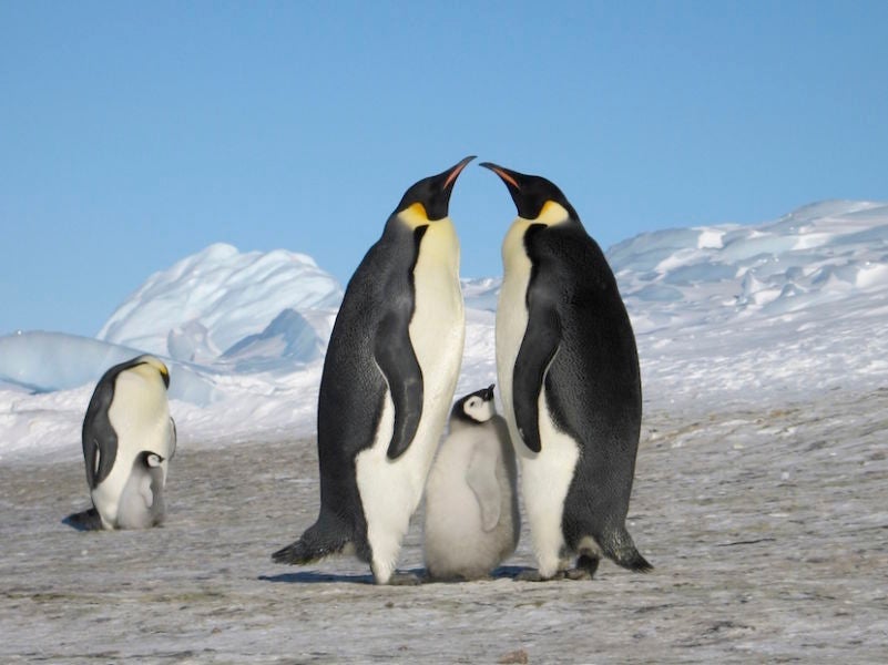 Atka Bay is home to a colony of more than 6,000 Emperor penguins. Image courtesy of White Desert Antarctica.