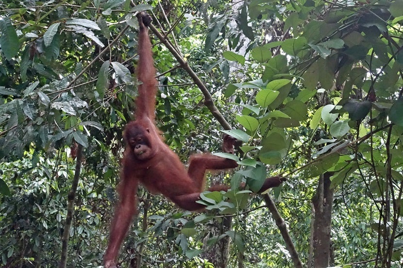 Borneo is the only place in the world you can see orangutans in the wild. Photo by Lori Zaino.
